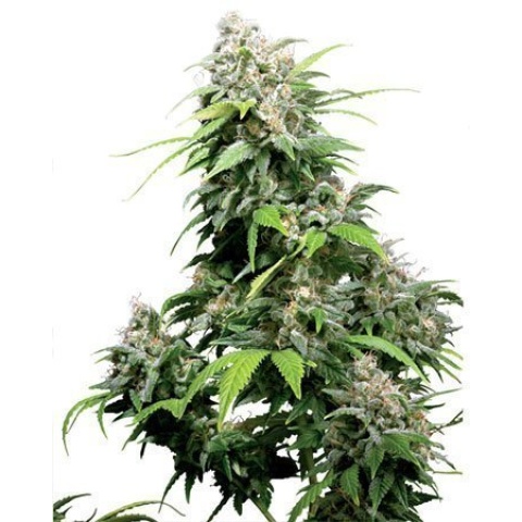 Bubblegum Cannabis Seeds