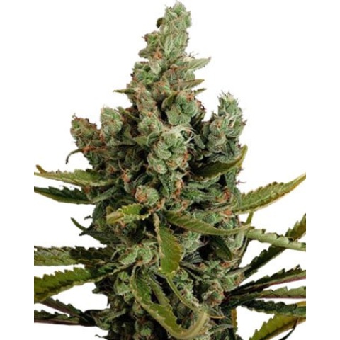 Cheese Cannabis Seeds