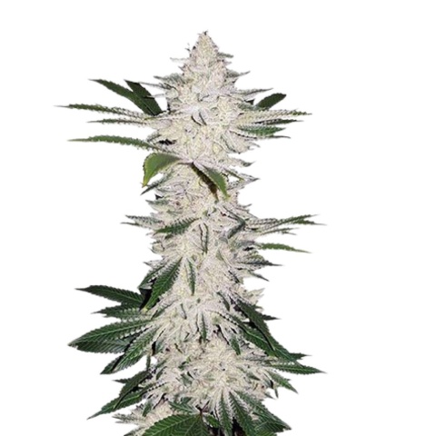 Chemdog #4 cannabis seeds