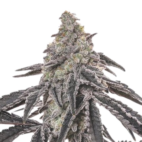 Chocolope Cannabis Seeds