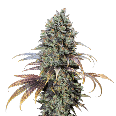 Cream Cannabis Seeds