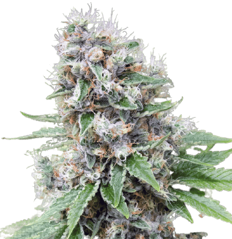 Fruity Pebbles cannabis seeds