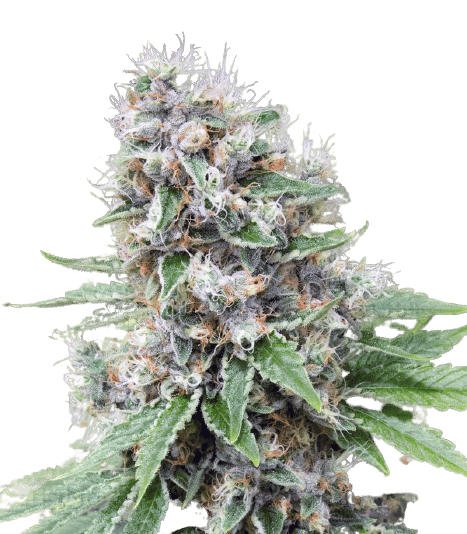 Fruity Pebbles cannabis seeds