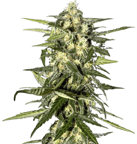 Jack Herer Cannabis Seeds