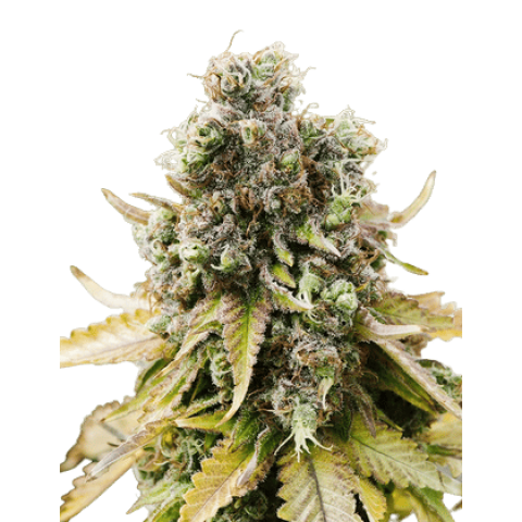 Jean Guy Cannabis Seeds