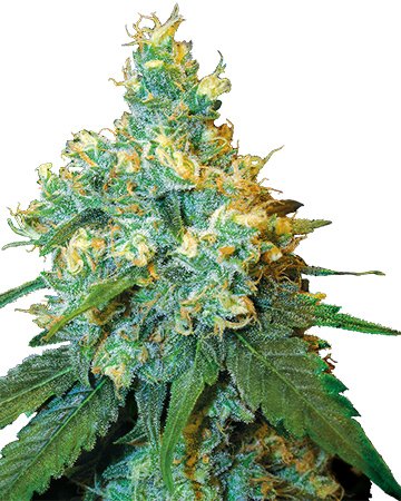 Larry OG Cannabis Seeds