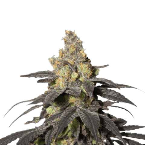 Purple Urkle cannabis seeds