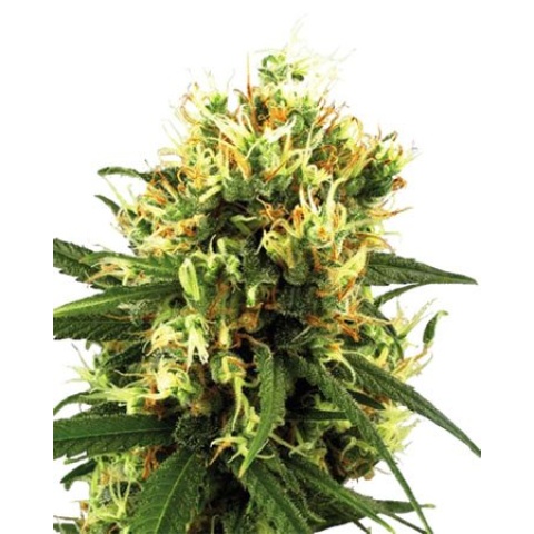 Tangerine Cannabis Seeds