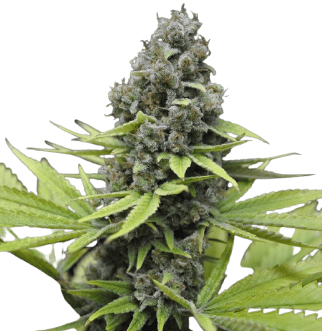 CBD Blueberry Cannabis Seeds