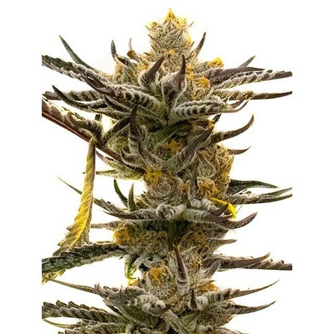Middlefork Cannabis Seeds
