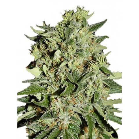 Lodi Dodi Cannabis Seeds