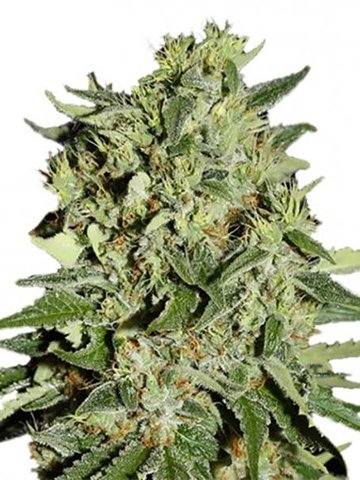 Lodi Dodi Cannabis Seeds