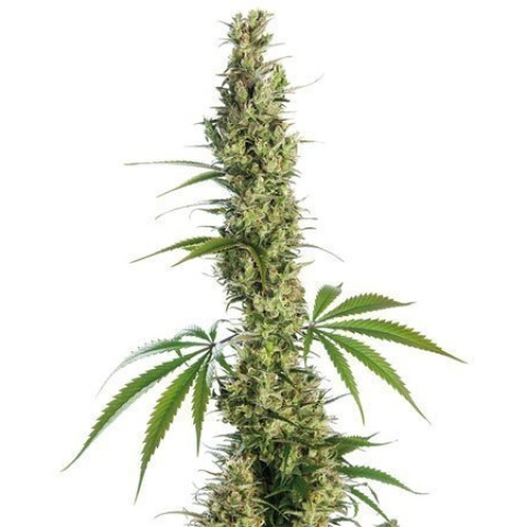 Haze XL Cannabis Seeds