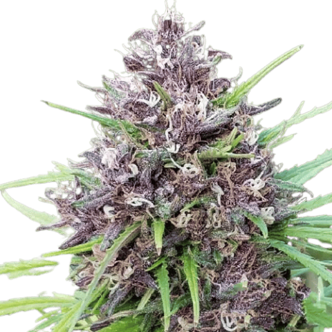 Panama Red Cannabis Seeds