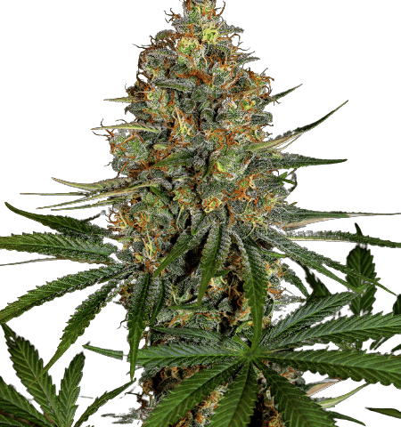 NYC Diesel Cannabis Seeds