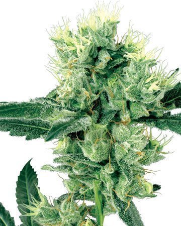 Skunk Kush Cannabis Seeds