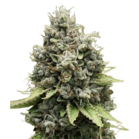 Sour Diesel Cannabis Seeds