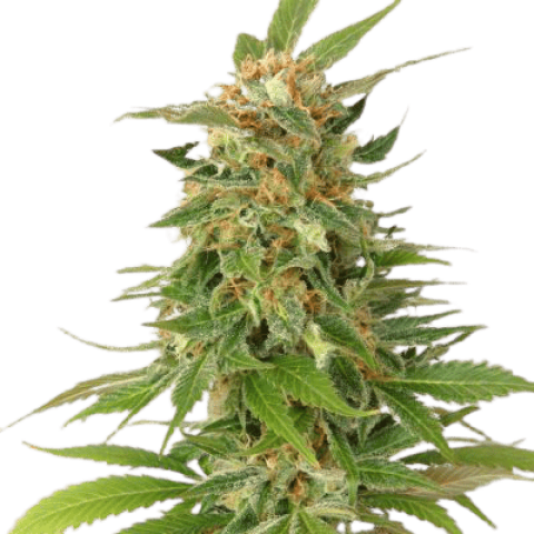 Alaskan Thunder Fuck Cannabis Seeds