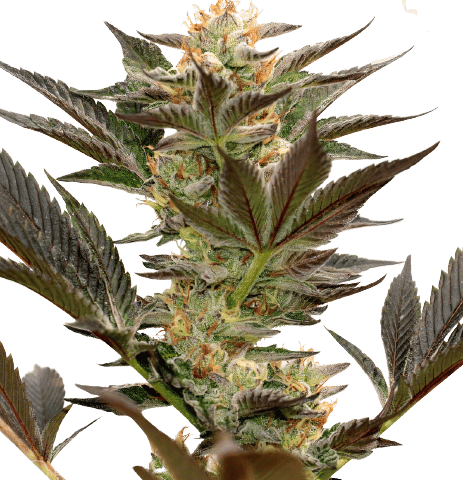 Bruce Banner #3 Cannabis Seeds