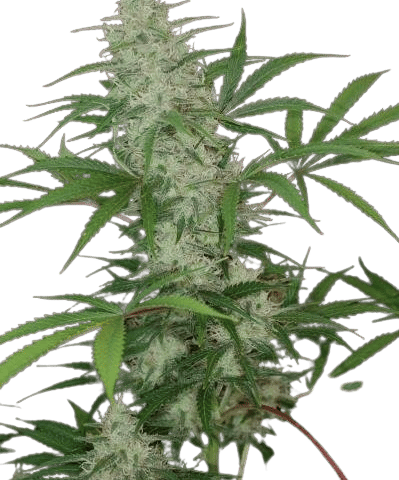 Vortex Cannabis Seeds