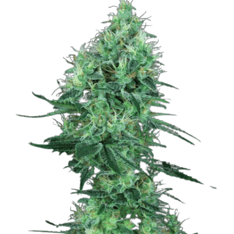 Lemon G Cannabis Seeds