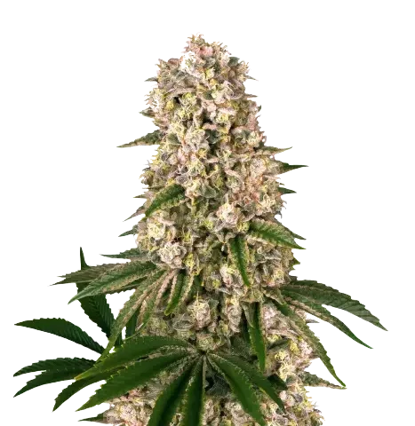 Banana Kush cannabis seeds