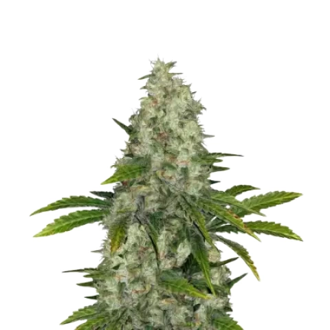 Do-Si-Dos Cannabis Seeds