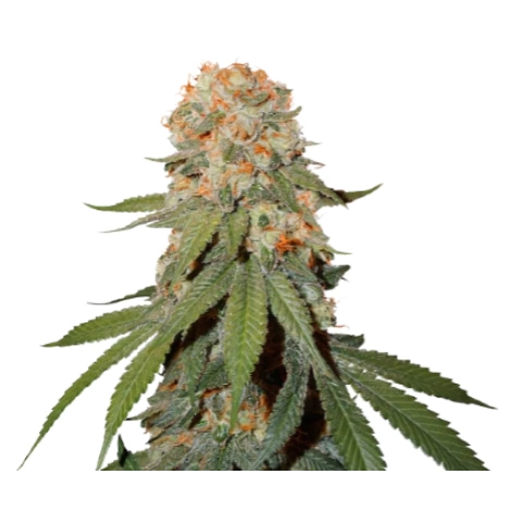 Orange Bud Cannabis Seeds