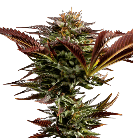 Alien Bubba Cannabis Seeds