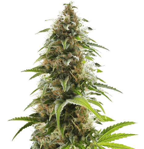 Alien Rift cannabis seeds