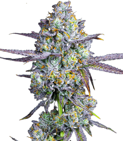 Grease Monkey Cannabis Seeds