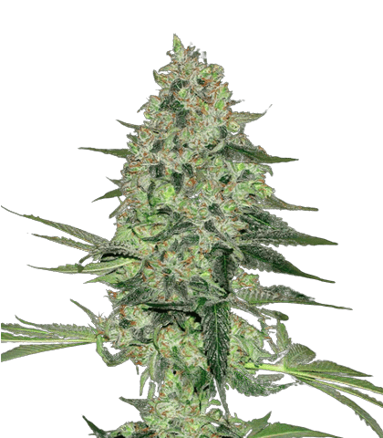 Hawaiian Dream CBD Cannabis Seeds
