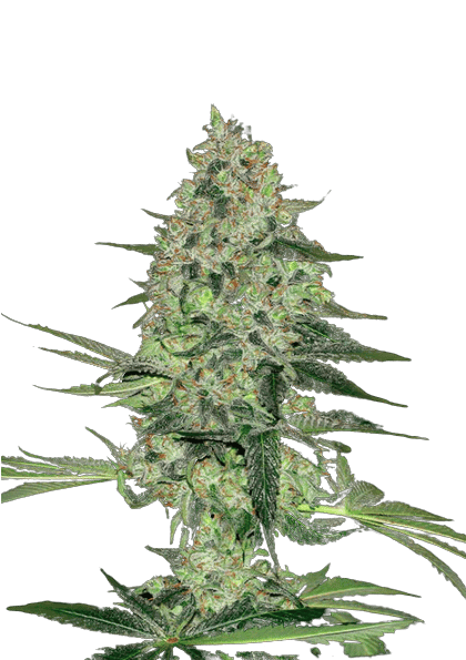 Hawaiian Dream CBD Cannabis Seeds