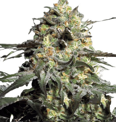 Close-up of Peyote Cookies cannabis seeds with distinct striping and healthy sheen, ideal for indoor and outdoor cultivation.