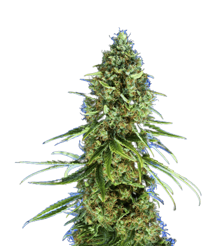 Platinum Purple Kush cannabis seeds
