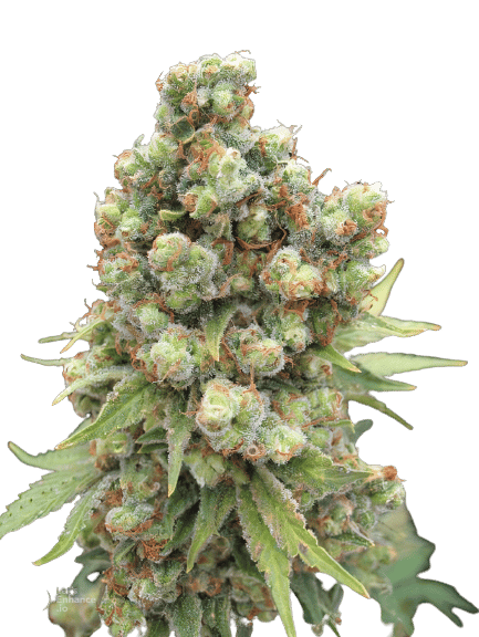 Willy’s Wonder Cannabis Seeds