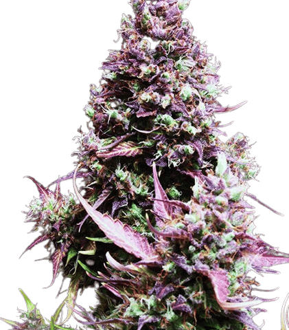 Cream Caramel Cannabis Seeds