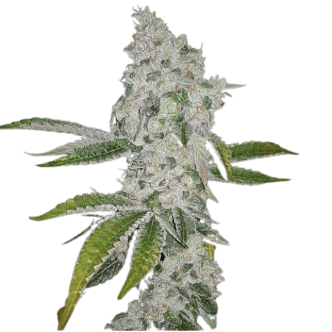 El Chapo OG Cannabis Seeds