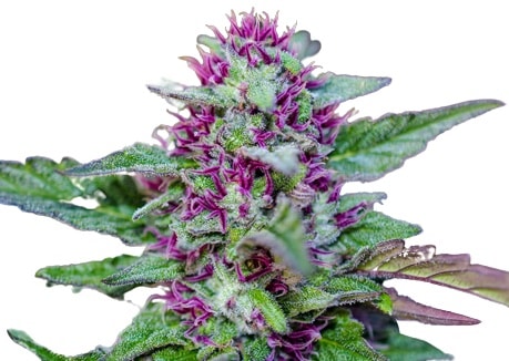 Rose Bud Cannabis Seeds