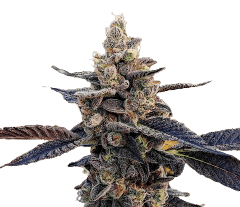 GMO Cookies Cannabis Seeds