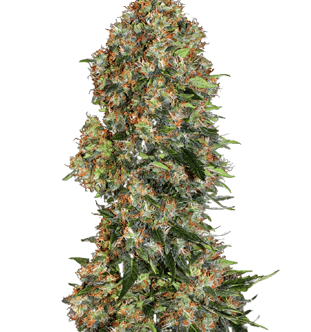 Island Sweet Skunk Cannabis Seeds