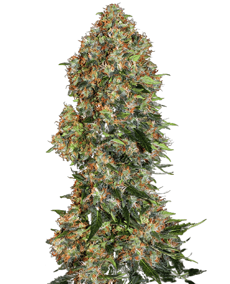 Island Sweet Skunk Cannabis Seeds