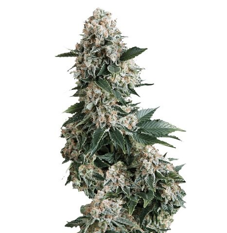 Medicine Man Cannabis Seeds