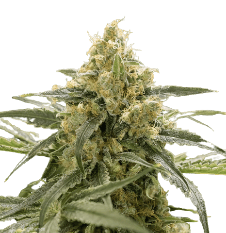 Old School OG Cannabis Seeds