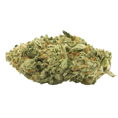 Original Glue Cannabis Seeds - Image 2