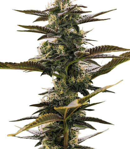 Pink Champagne cannabis seeds