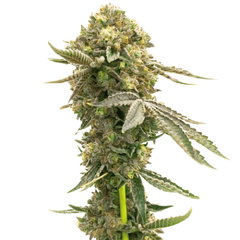 White Fire 43 Cannabis Seeds
