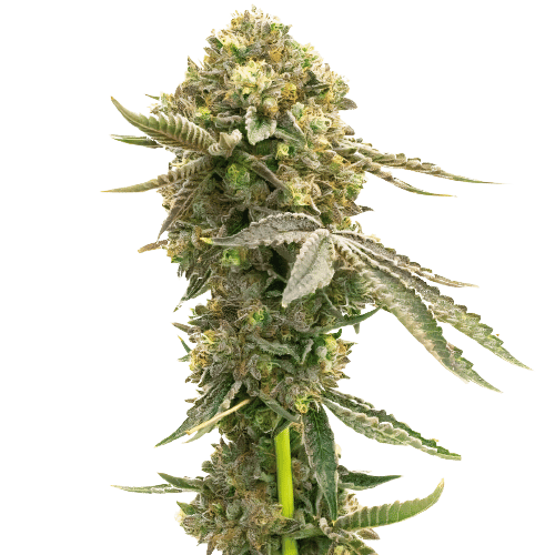 White Fire 43 Cannabis Seeds