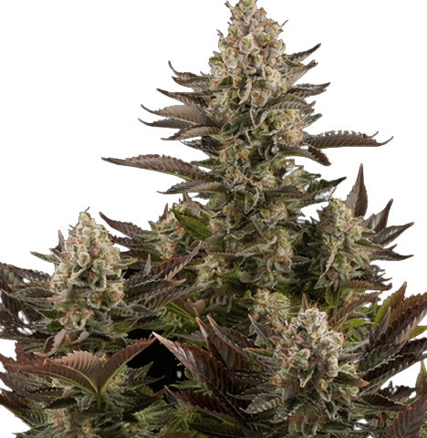 Pink Mango cannabis seeds
