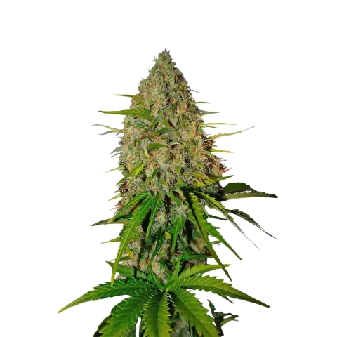 Royal Highness Cannabis Seeds